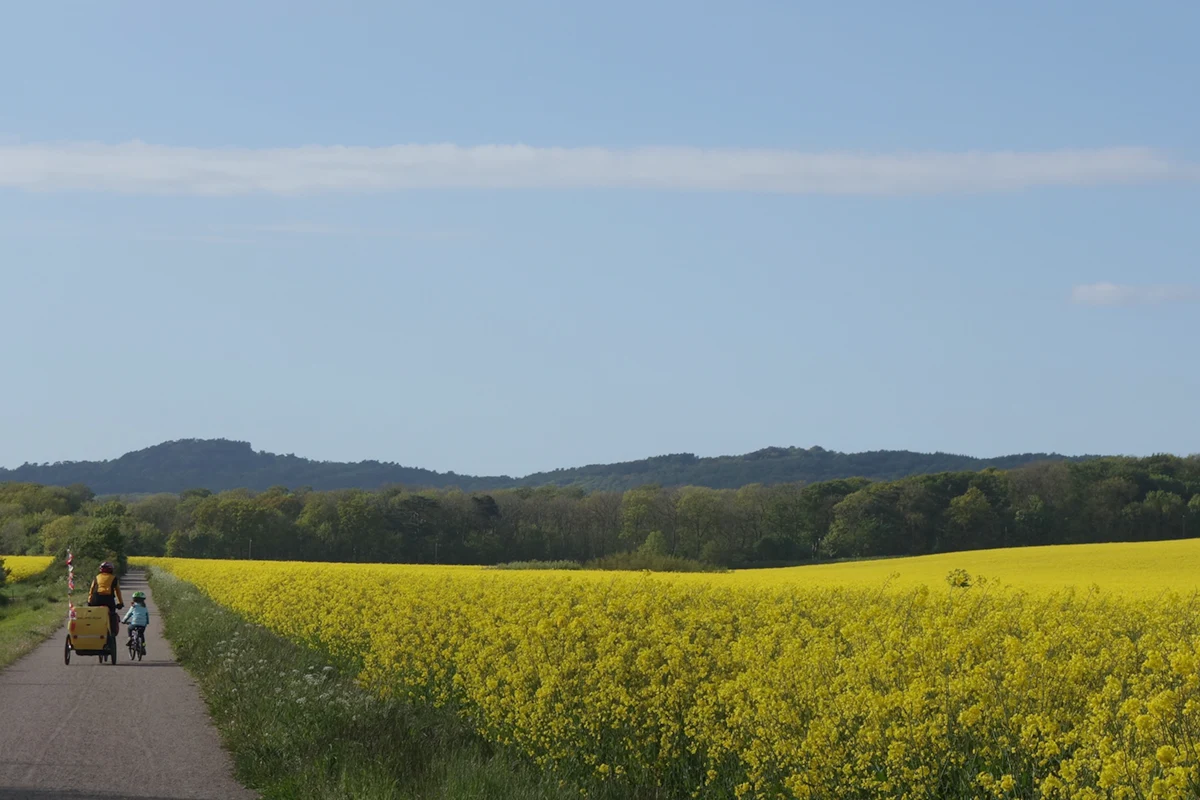02 pedalando campo di colza