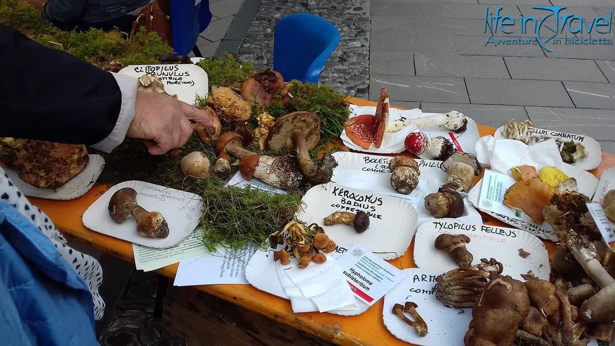 porcini giro monte lesima in bici