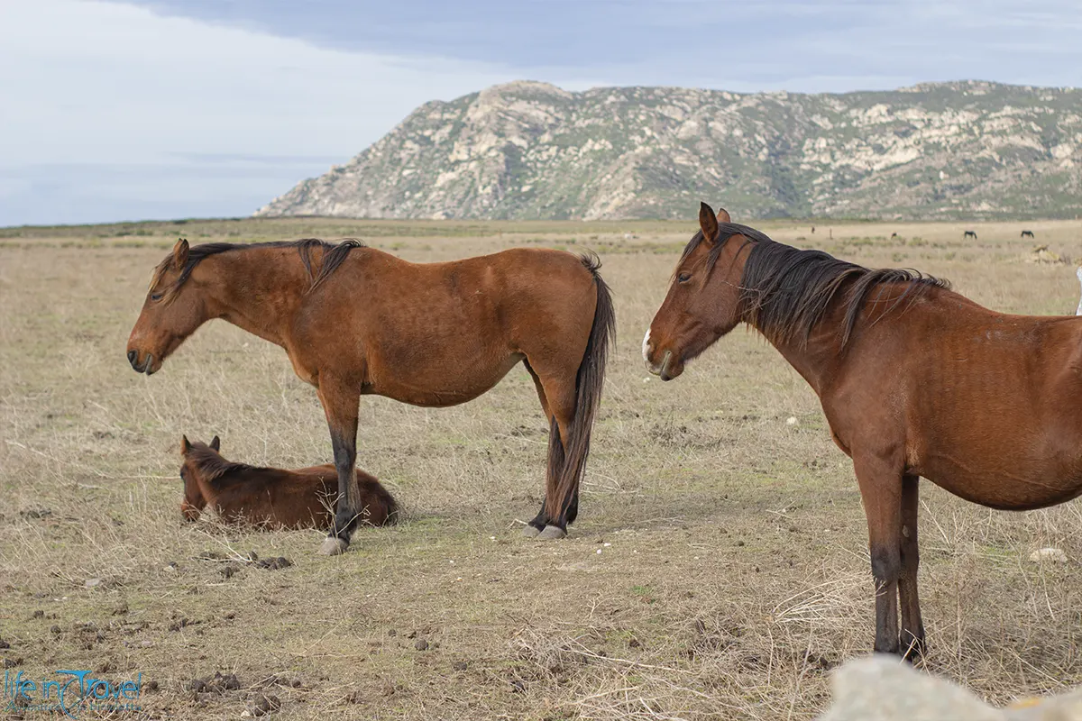 Asinara in bici cavalliny