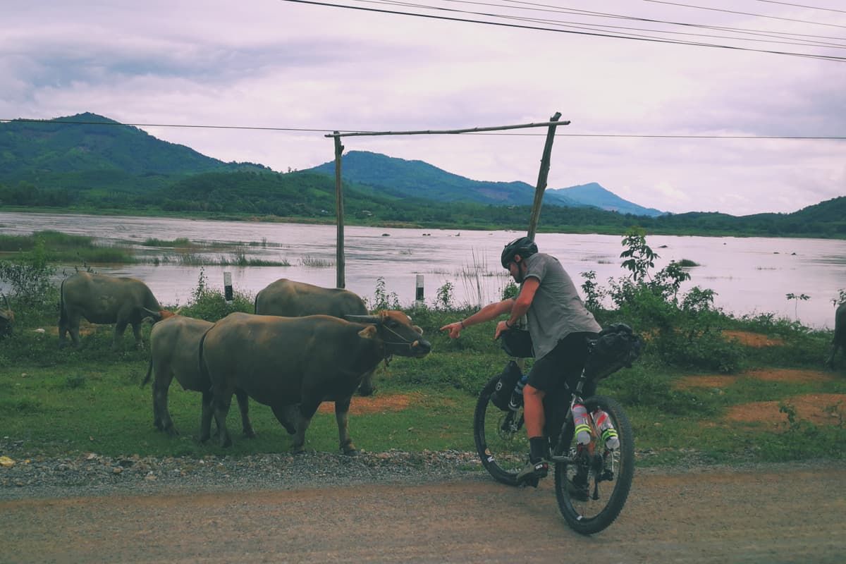 Laos Bikpacking Bufali