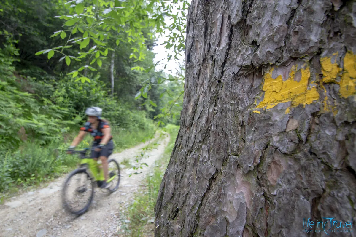 Valle Maira in bici discesa bosco