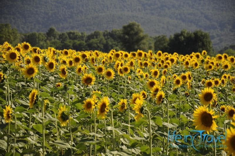 girasoli