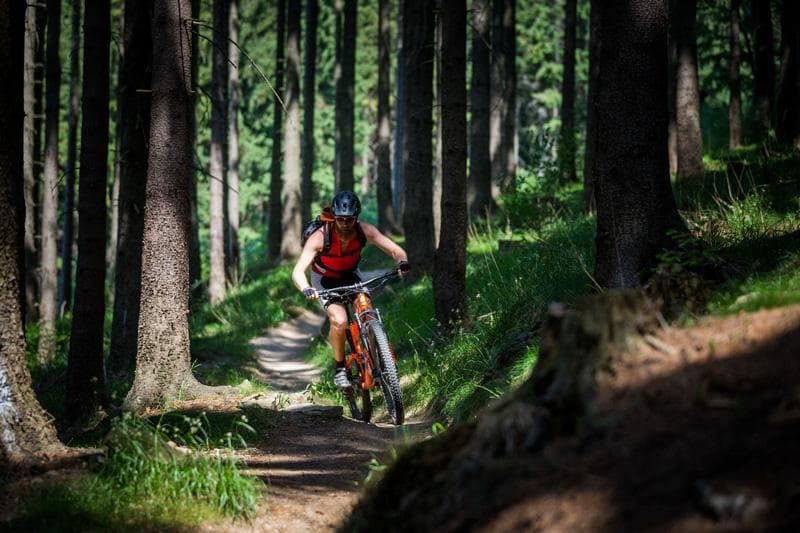 tecnica di guida nel bosco 