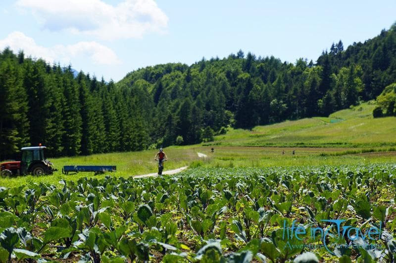 coltivazioni bioogiche passo bordala