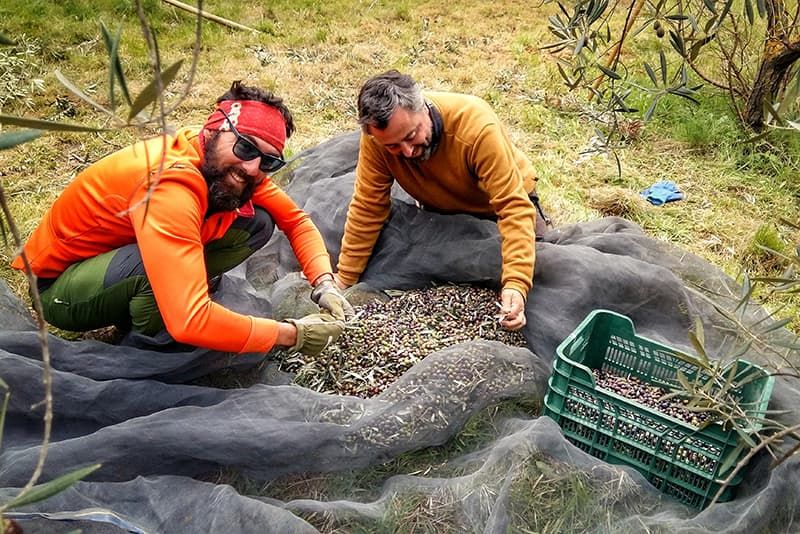 Raccolta olive  wwoof