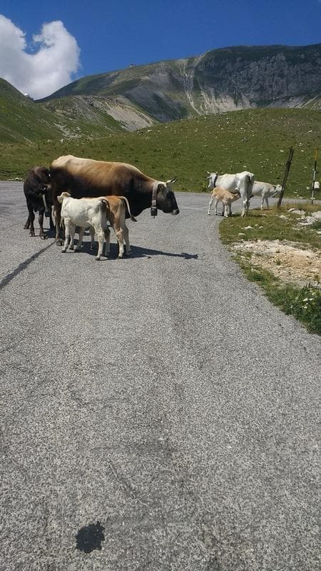 incontri sulla salita del Gran Sasso