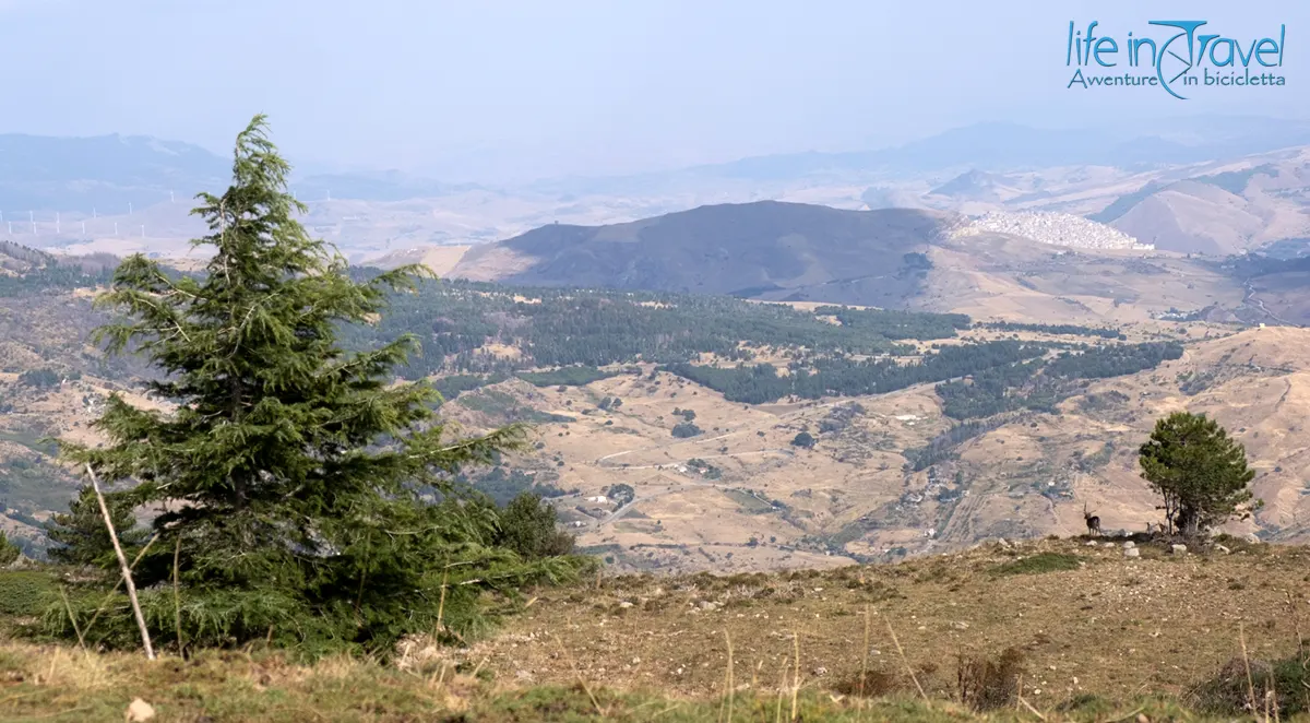 parco madonie gangi daino