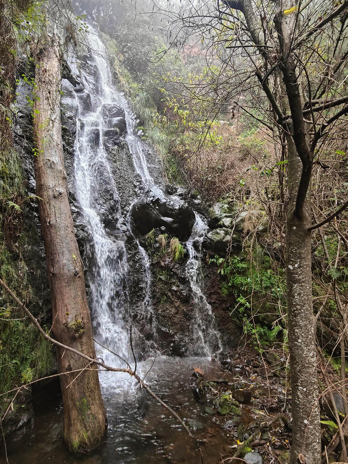 53 madeira in bici