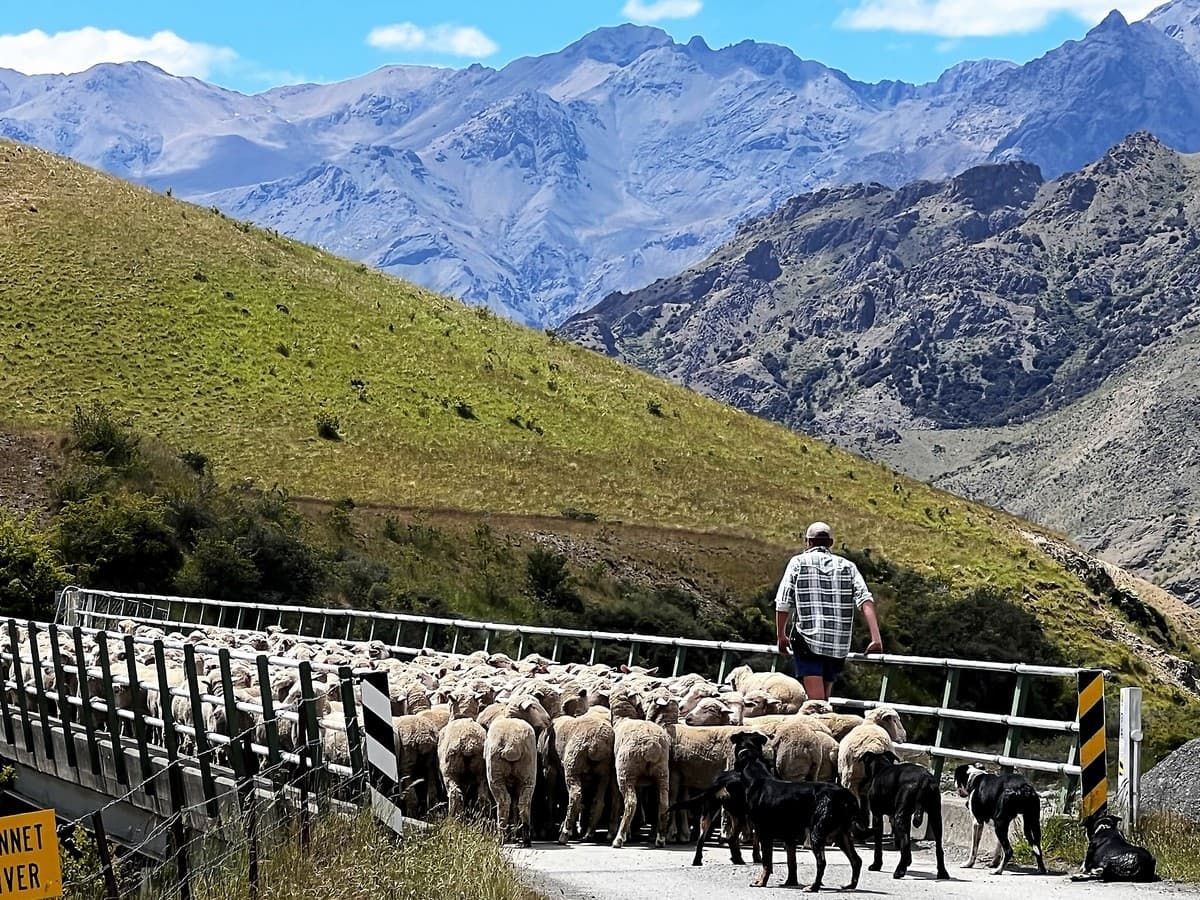Greggi alla Molesworth station