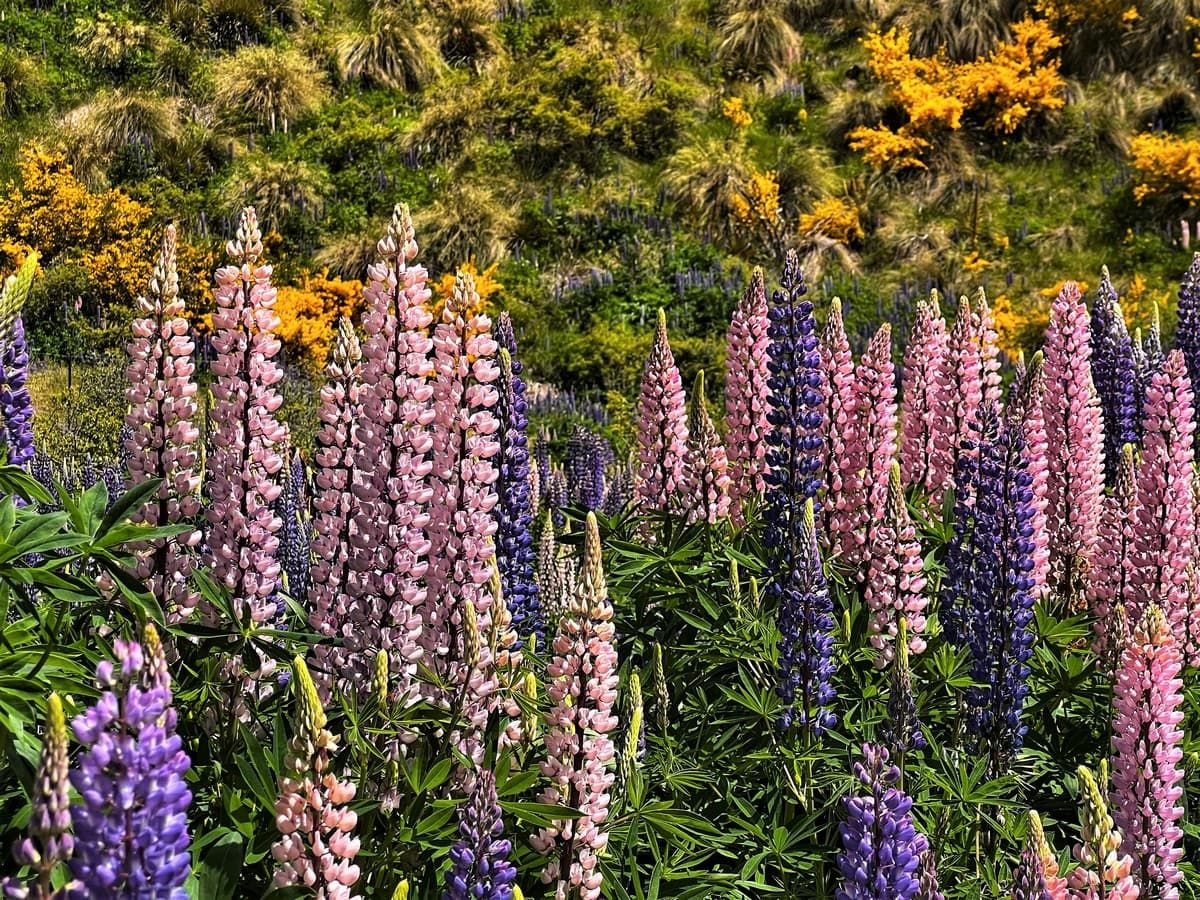 Lupini multicolori