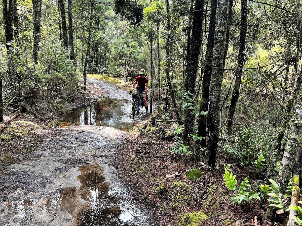 Nella foresta nativa Centro topografico dellisola del Nord