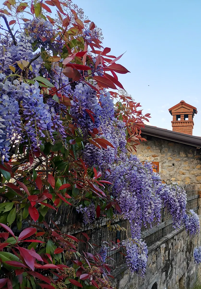 fiori ciclopedonale limone