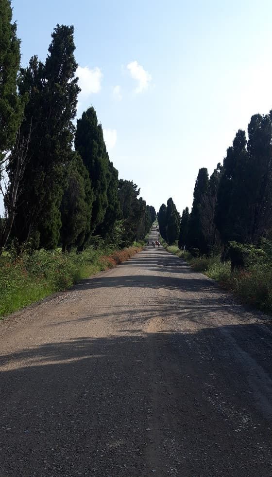08 sensano 