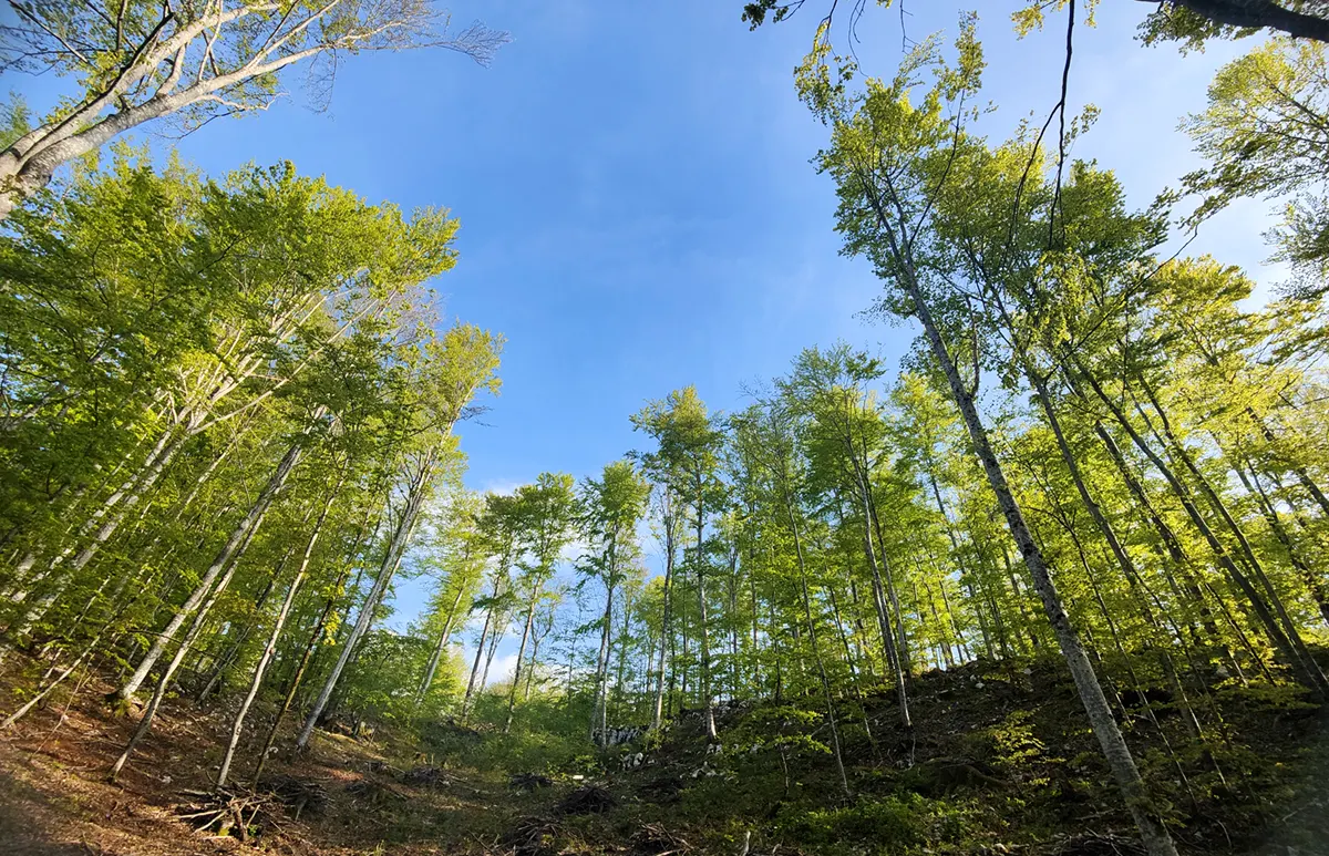 foreste patrimonio umanita
