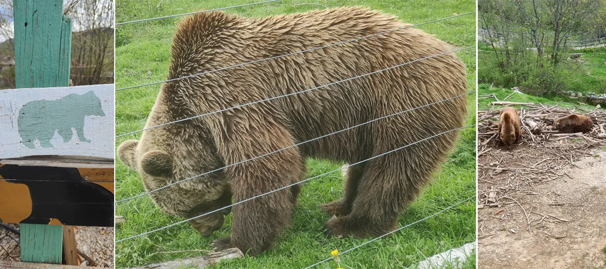 kutarevo bear sanctuary