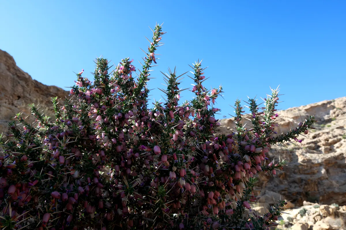 oman fioritura