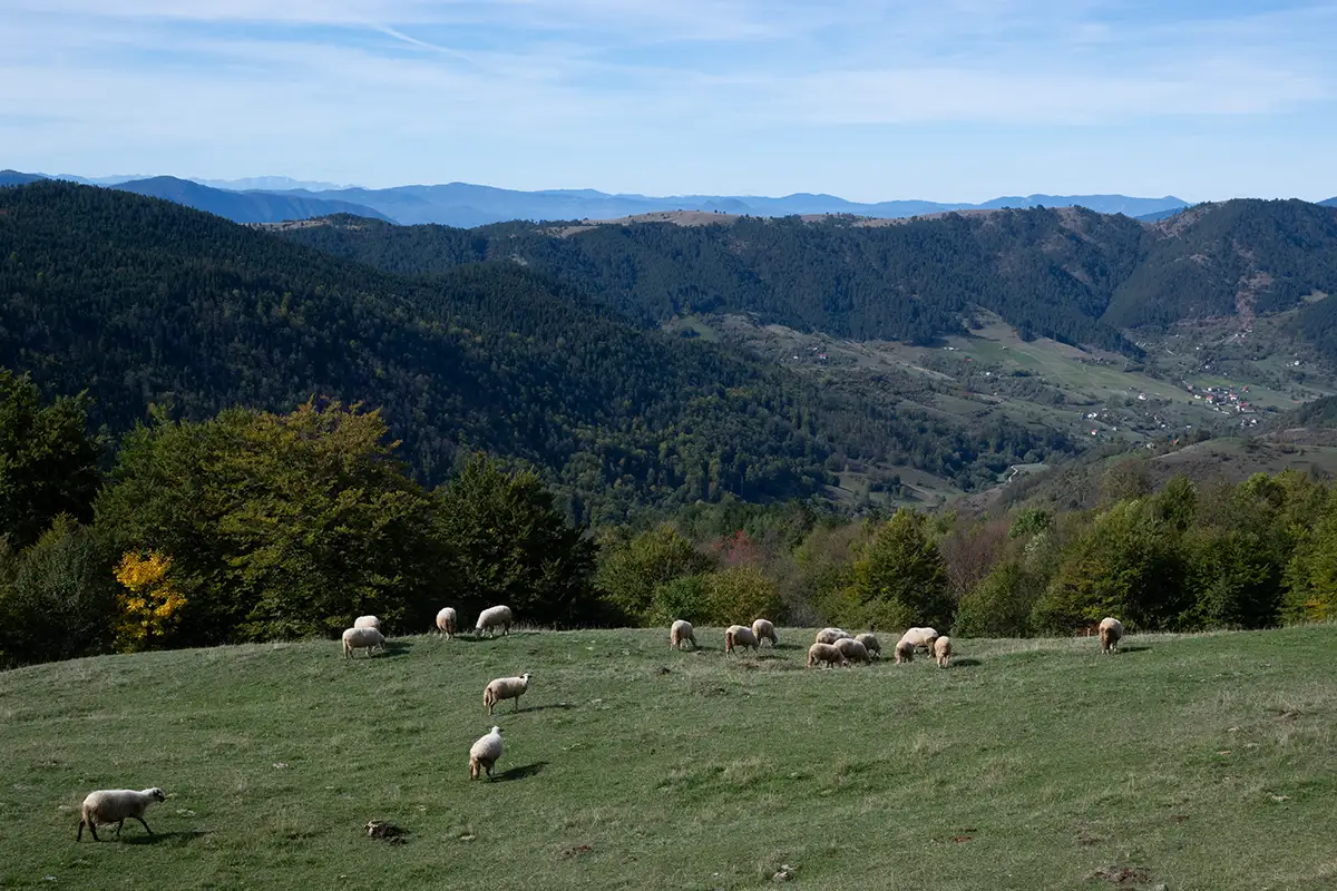  monte travnik