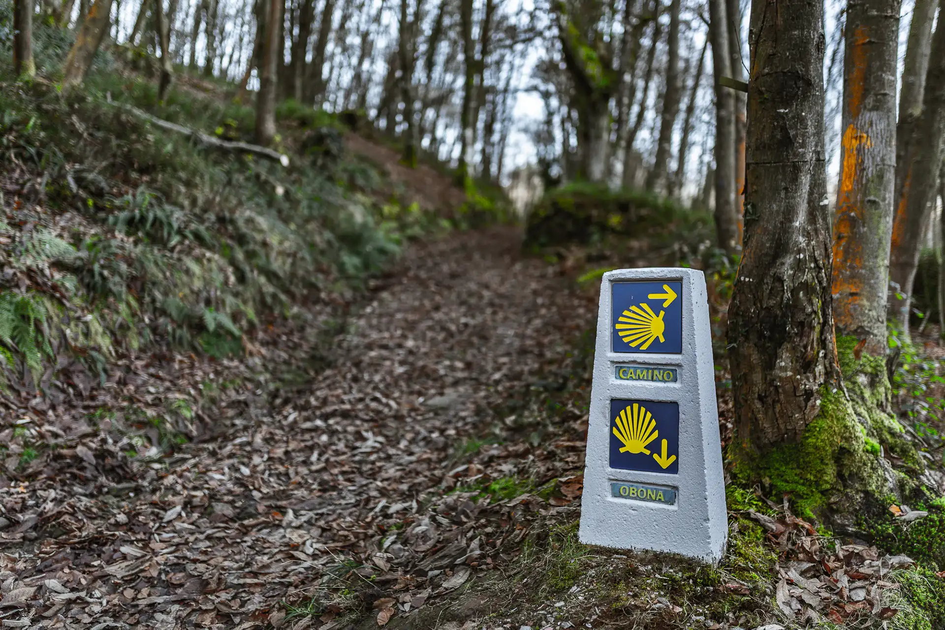 CAMINO Santiago