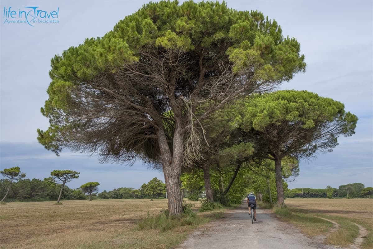 pineta e sabbia
