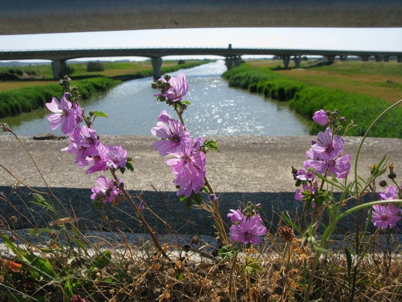 fioritura