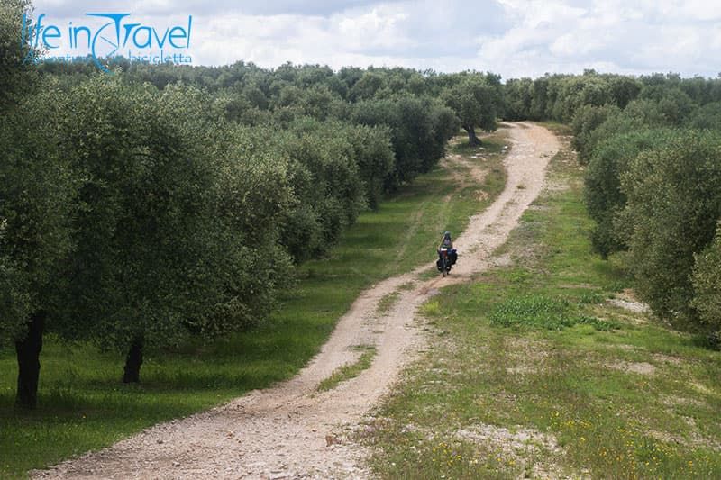 in bici tra gli ulivi