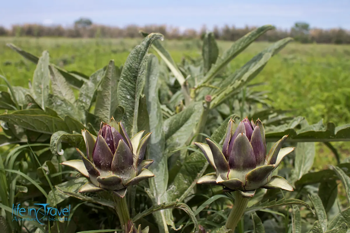 carciofi laguna venezia