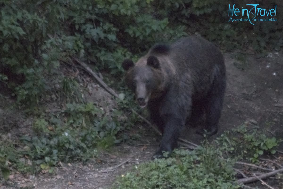 05 orso bruno in romania