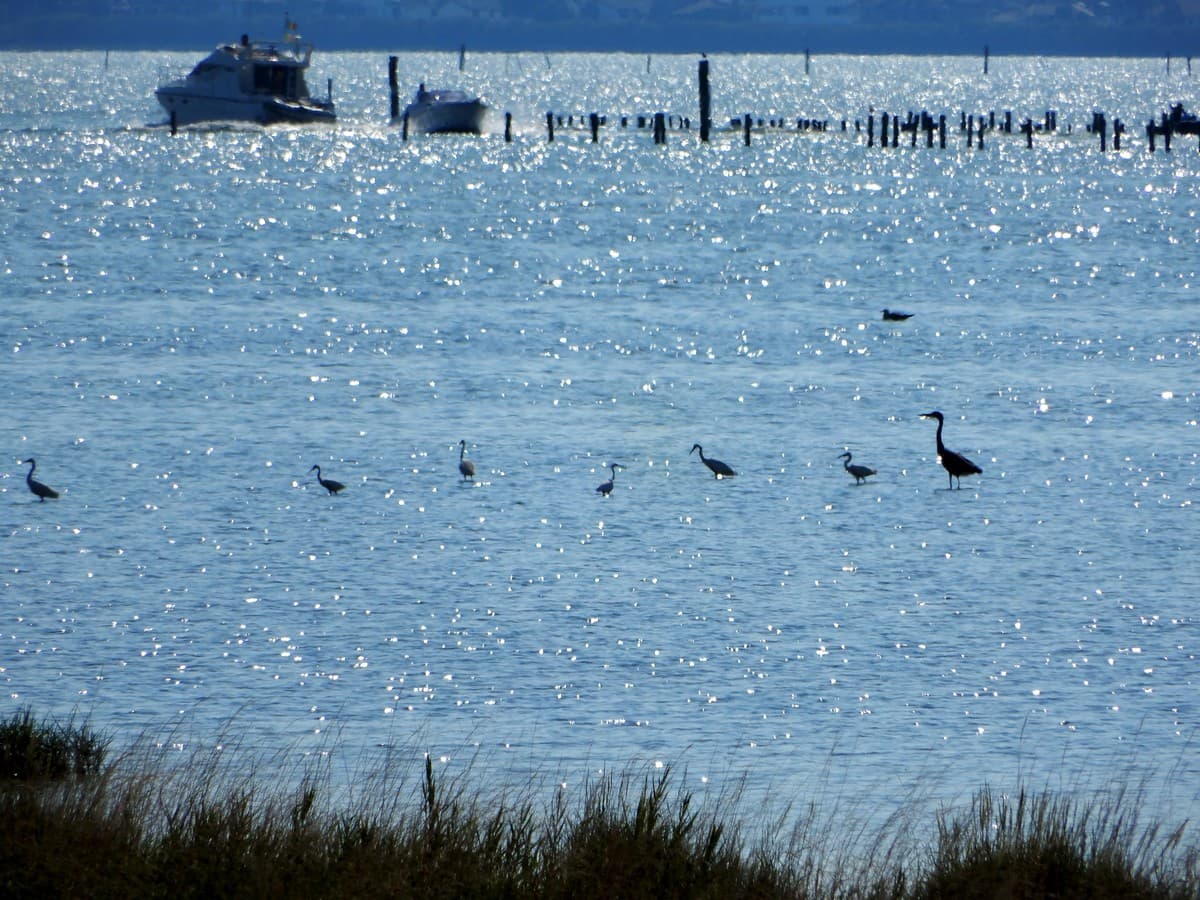Laguna di Marano