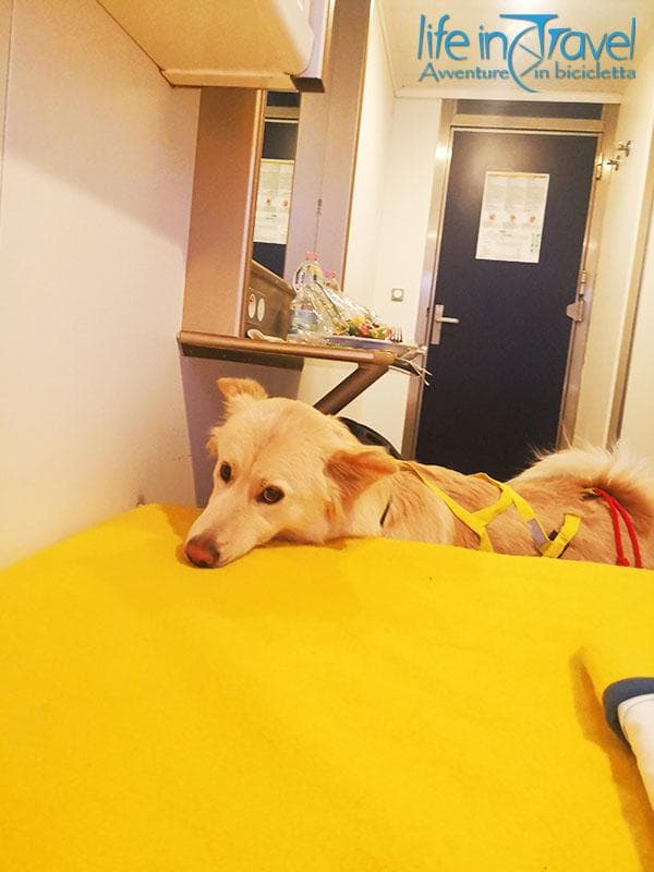 corsica dog friendly