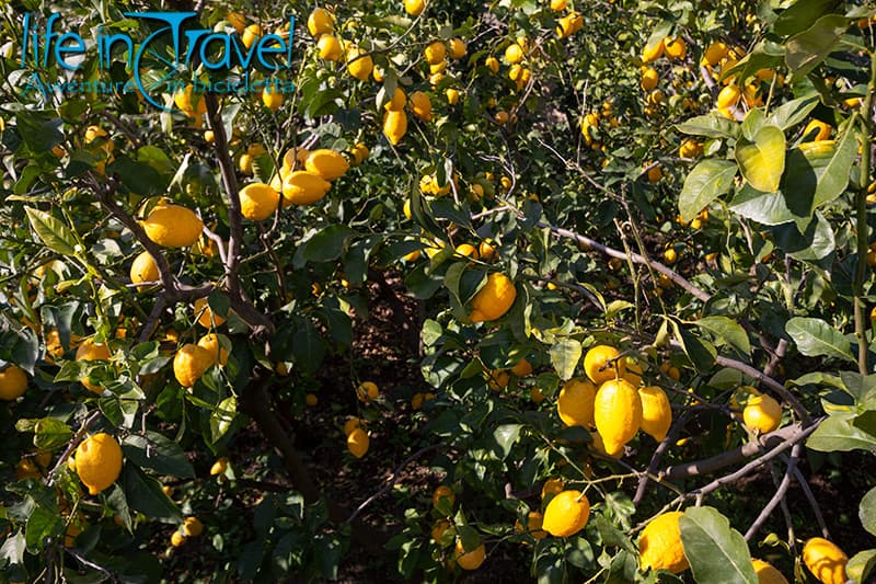 limoni sorrento