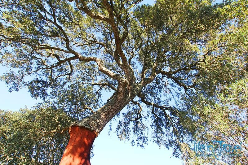 quercia da sughero