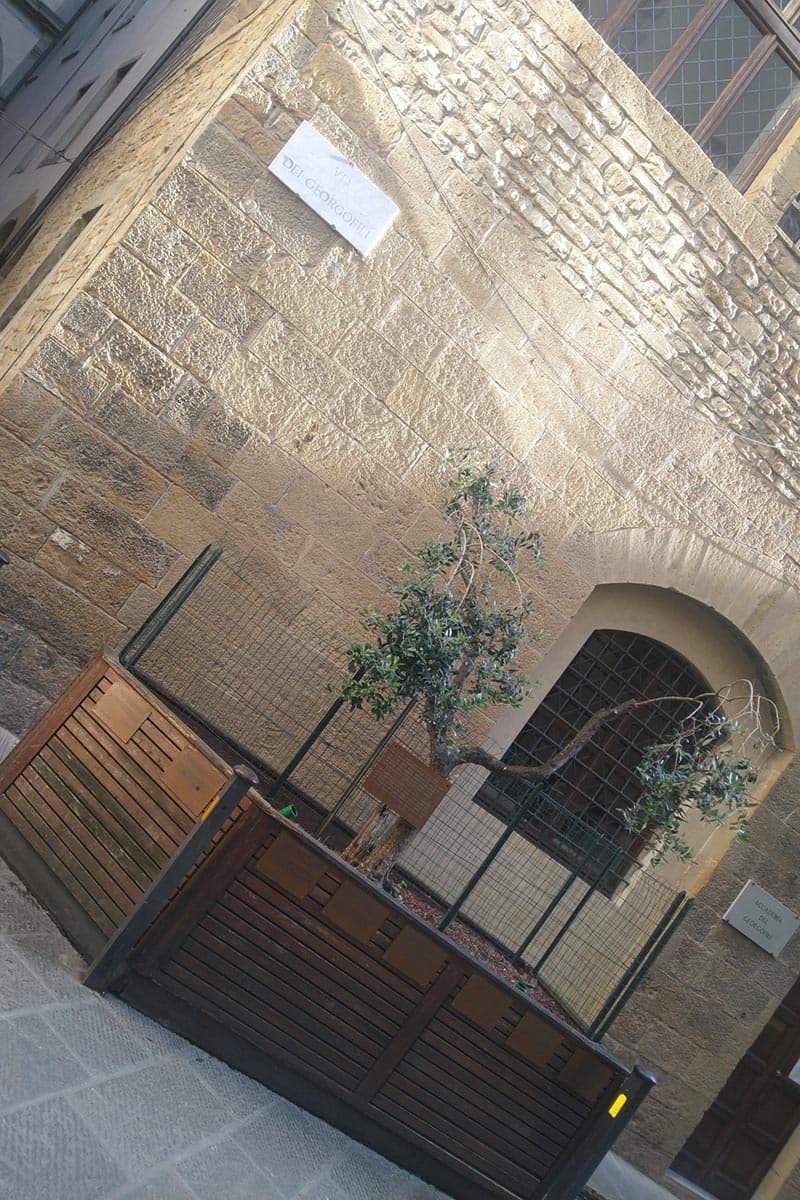 ulivo firenze