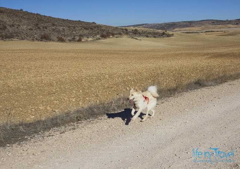 cane felice