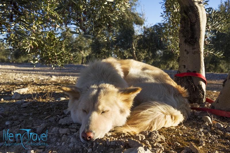 pisolino nala