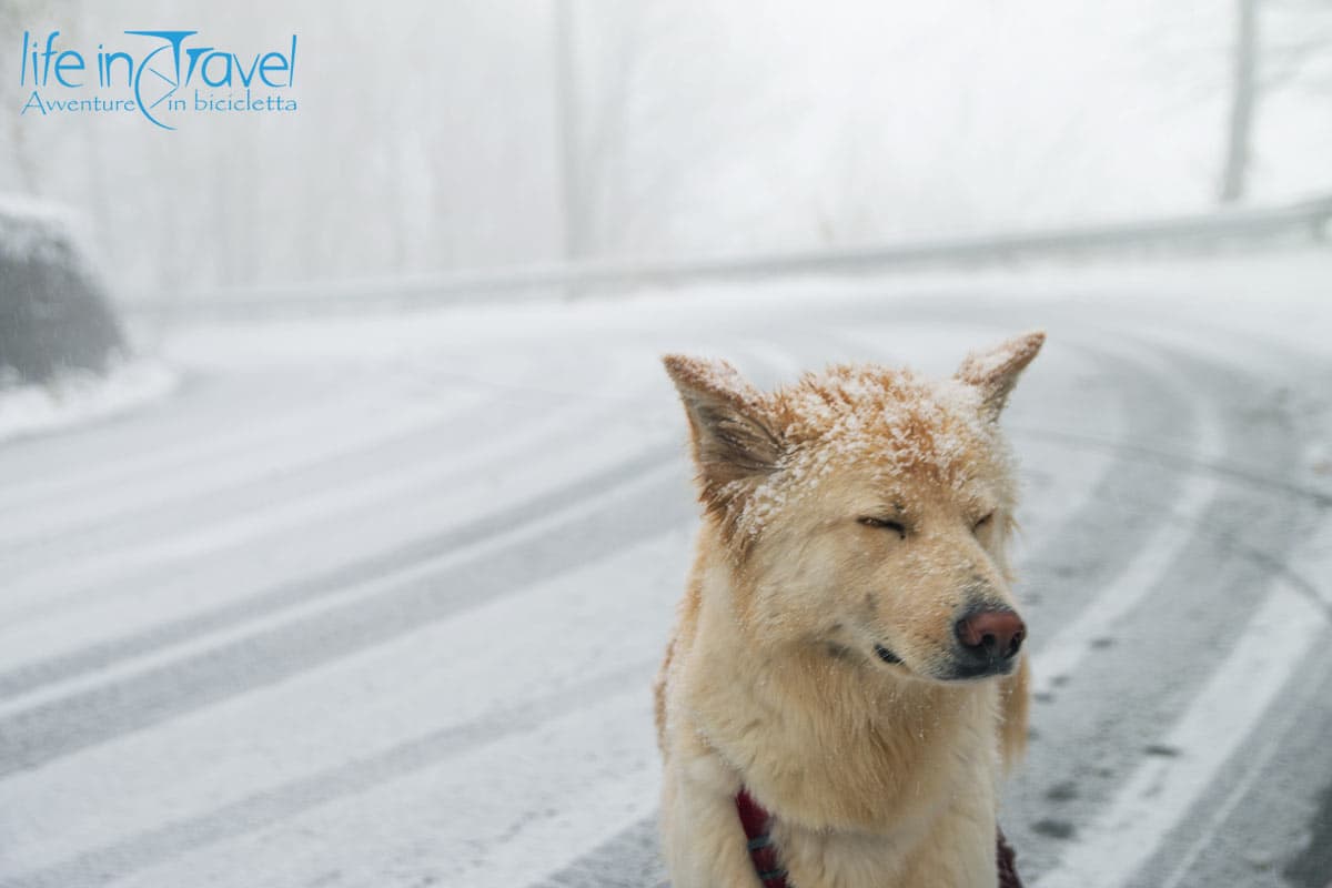 11 nala sotto la neve