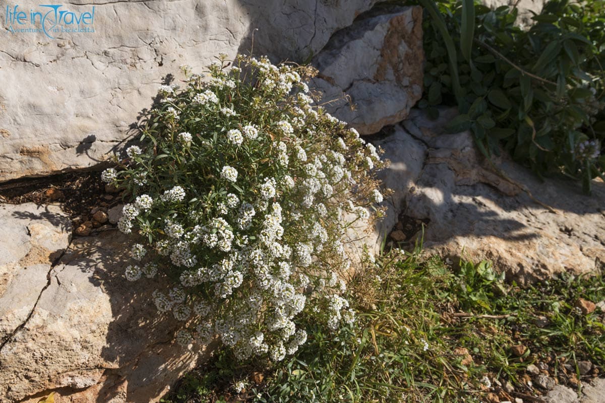 flora mediterranea