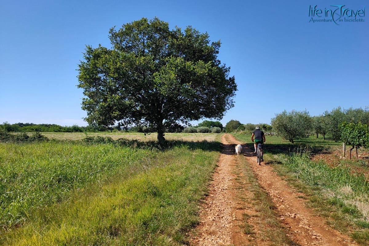 27 parenzana bici albero solitario