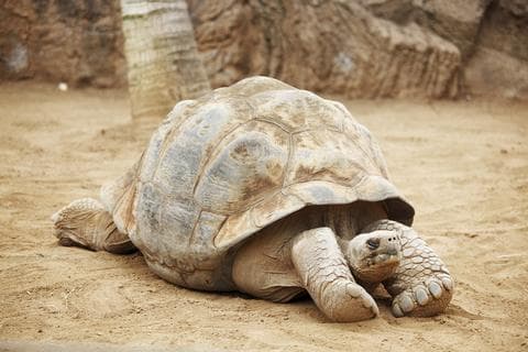 tartaruga-gigante-seychelles