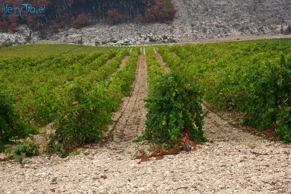 Cycling Sicily 05 vigneti di sicilia