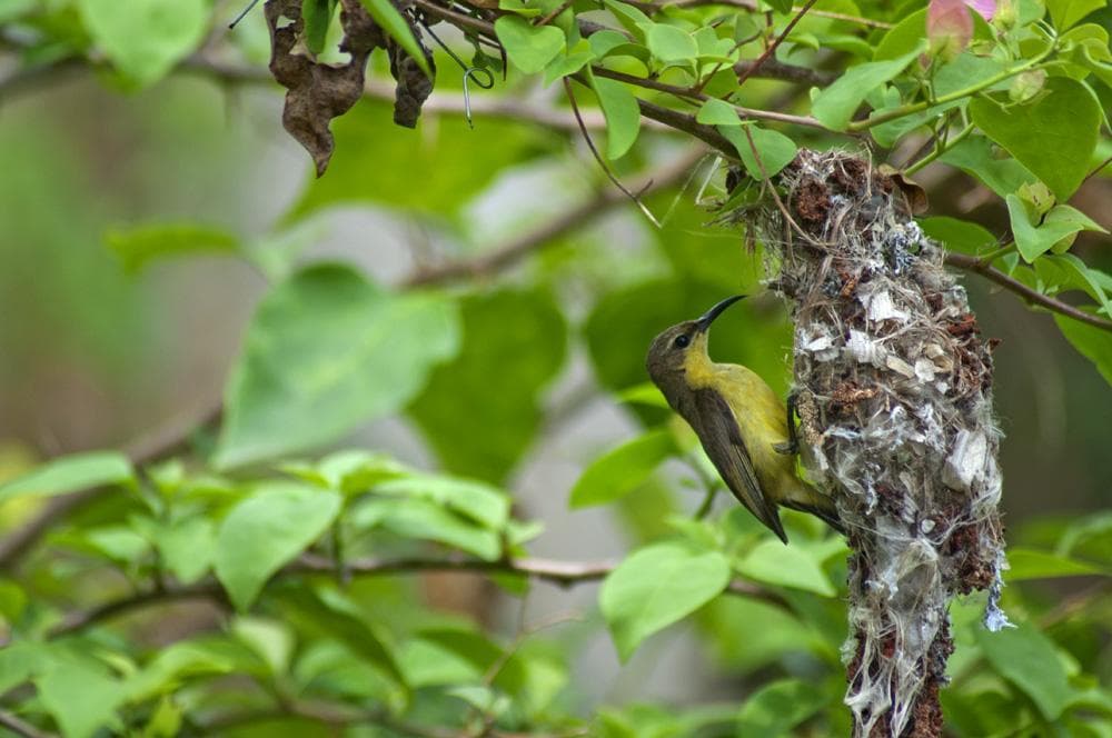 birdwatching thailandia