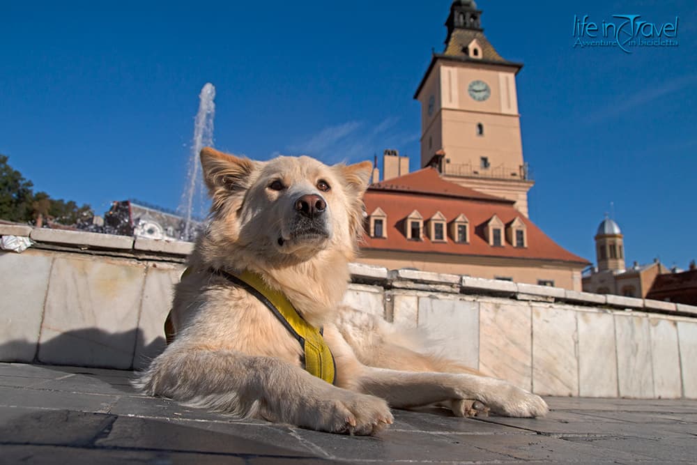 nala in piazza a brasov