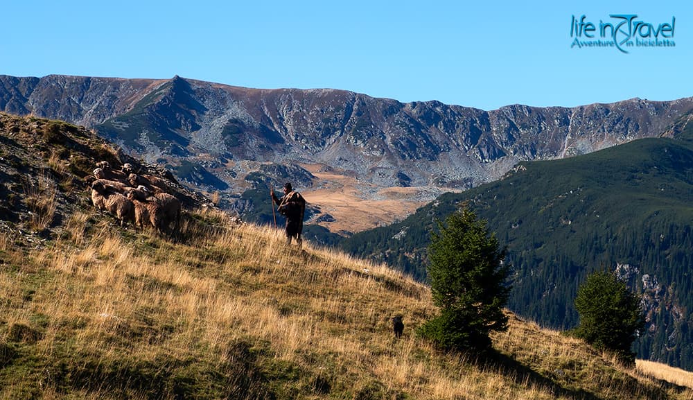 pastore transalpina