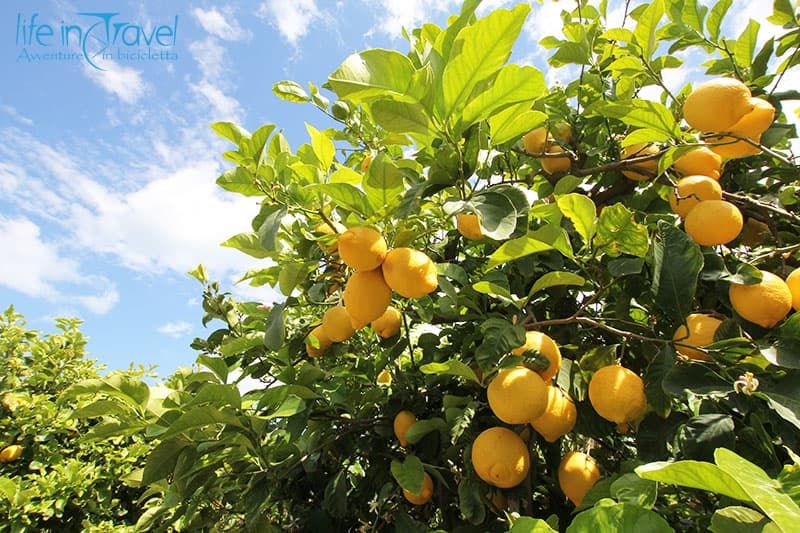 limoni igp rocca imperiale