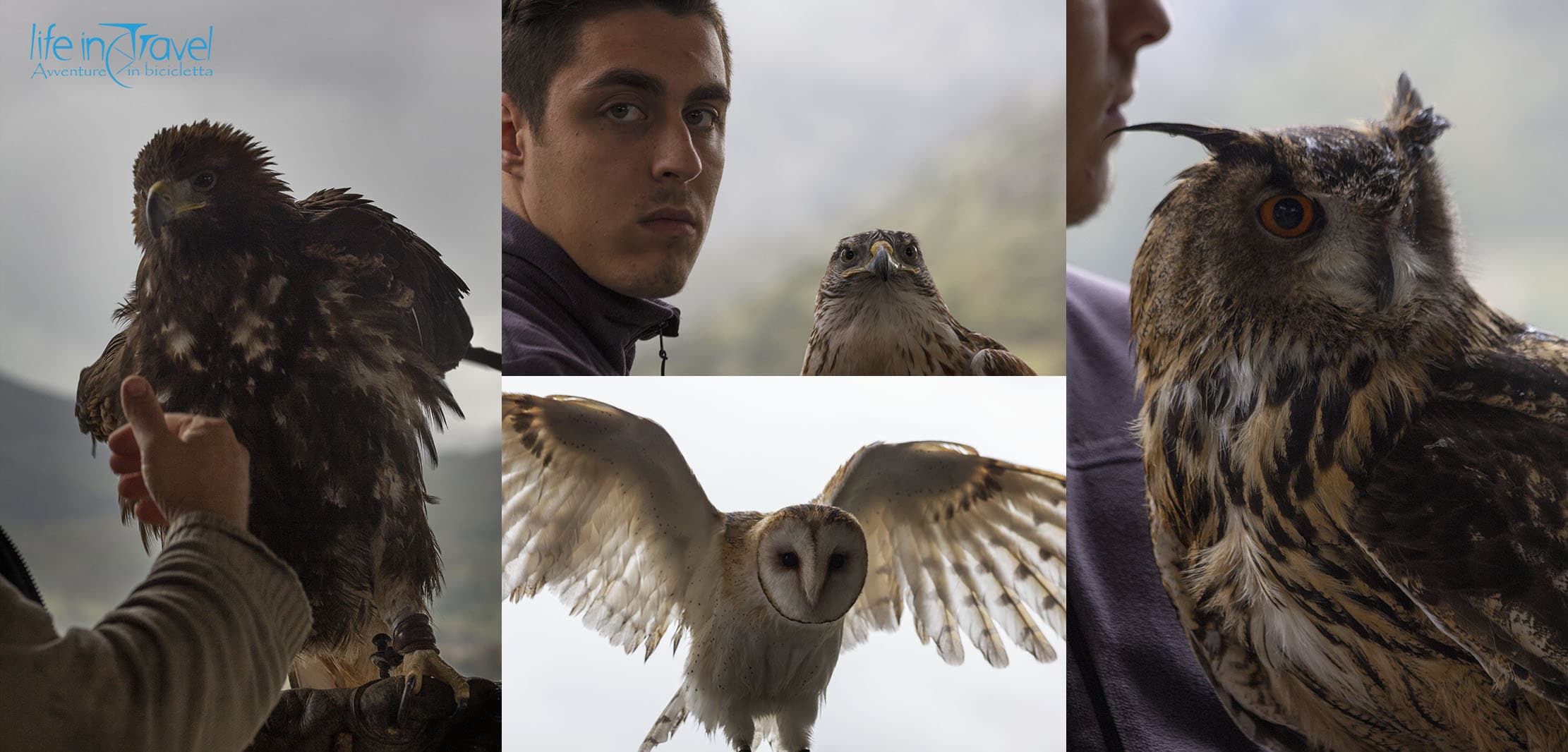 rapaci dei falconieri dei setteventi