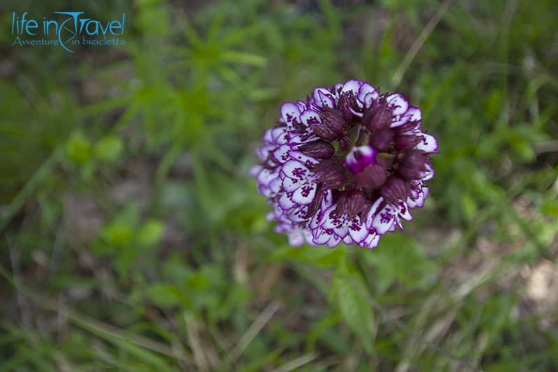 orchidea selvatica