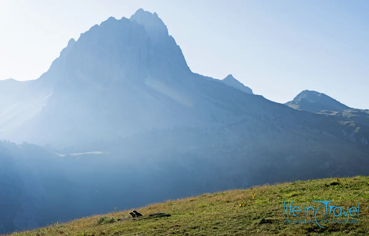 marmotte gardetta