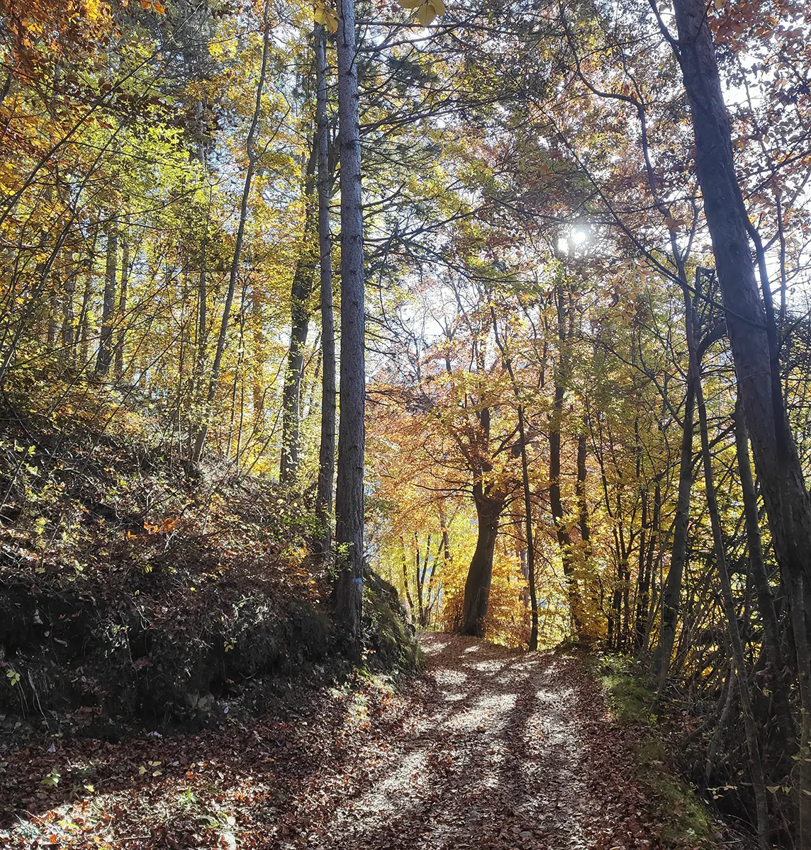 1 cimirlo campergheri