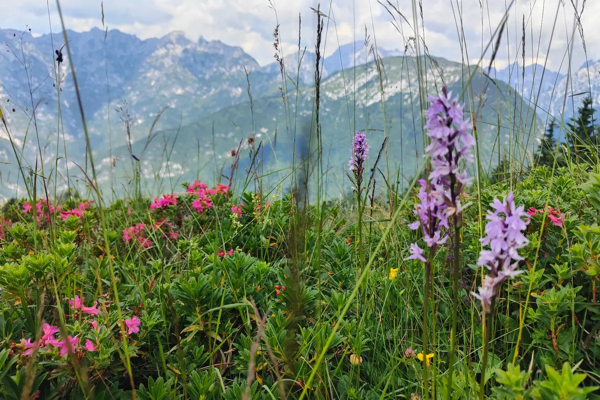 strada degli alpini