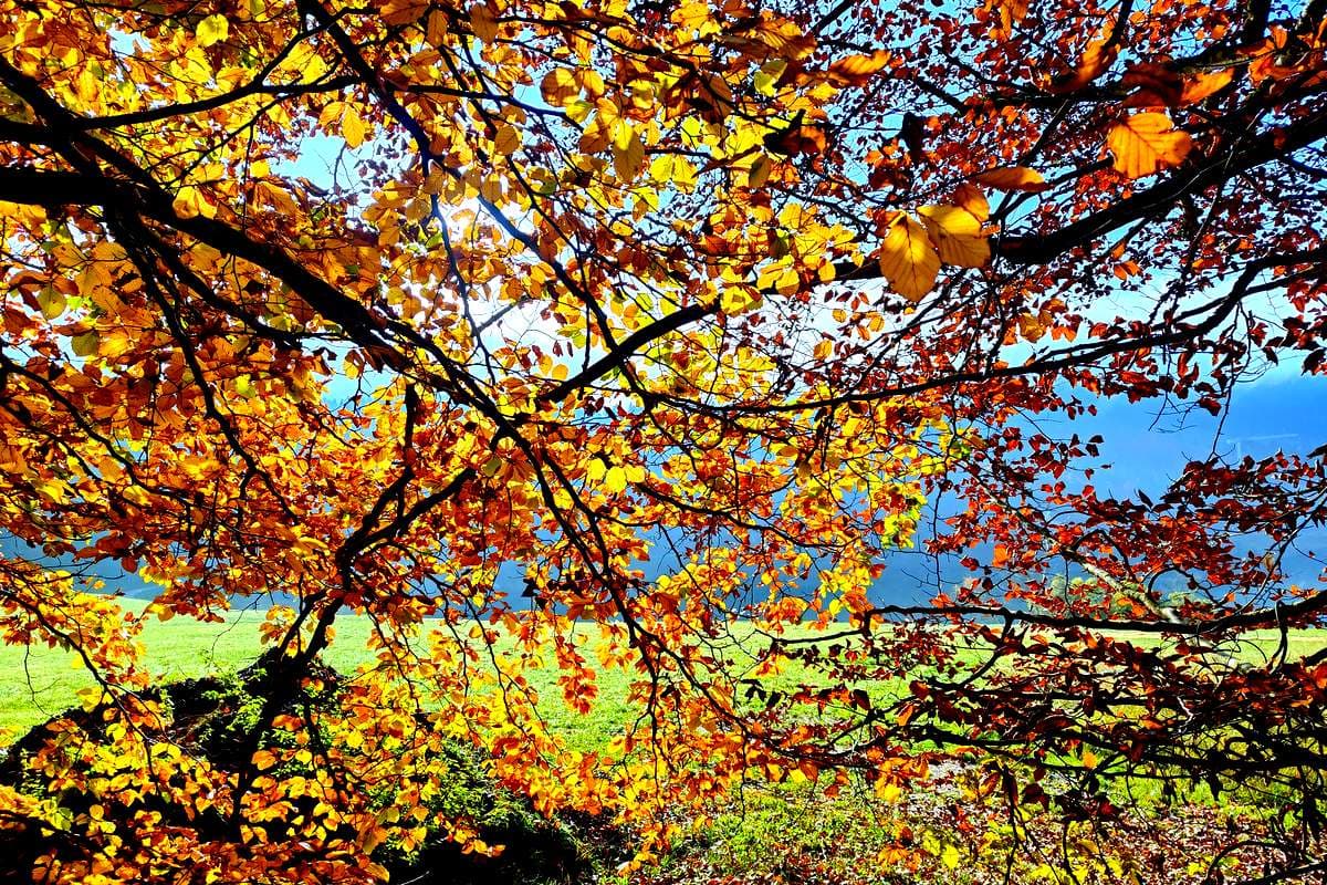 paganella mtb autunno