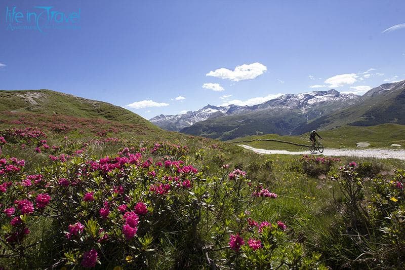 pedalando tra i rododendri
